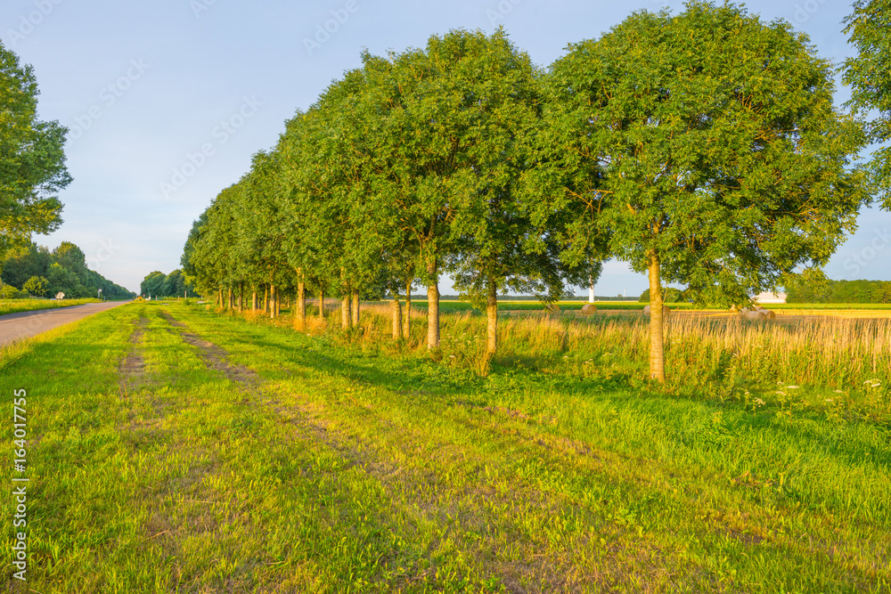 Fototapeta premium Trees lined along a road in sunlight in summer