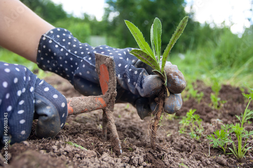 hands of gardener weeding in the vegetable garden