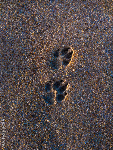 Foto Jessies tracks