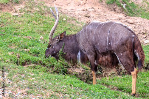 Nyala or deer standding and eating grass. photo