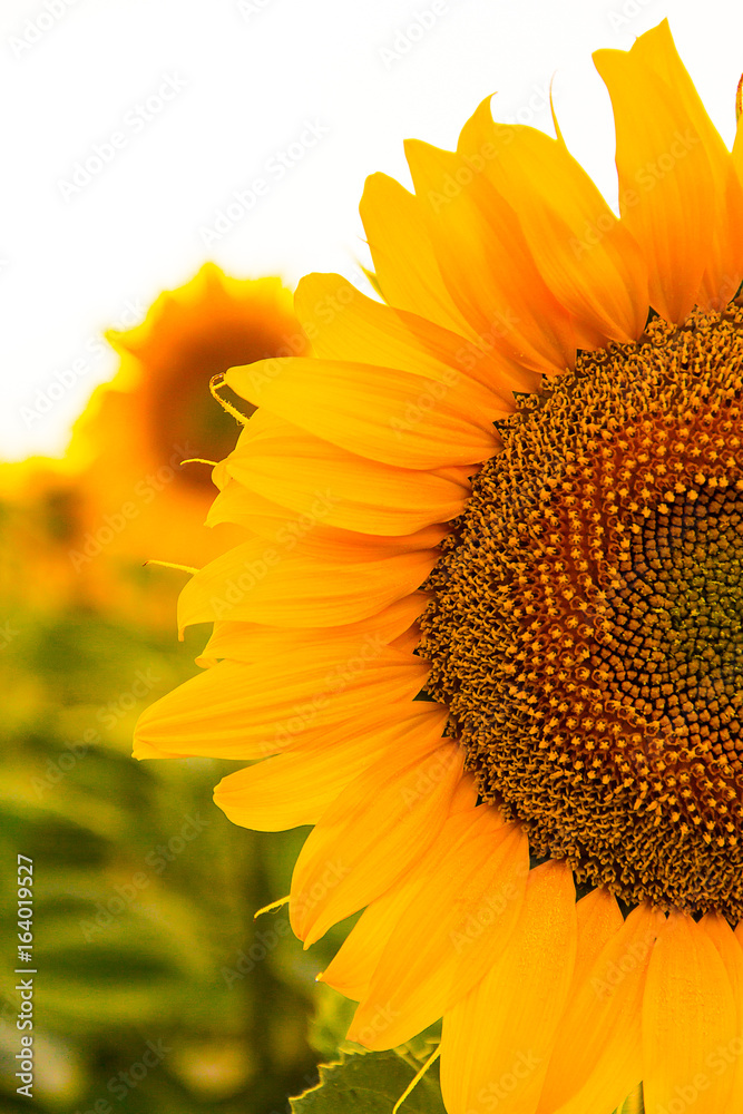 Sunflower Sunflower