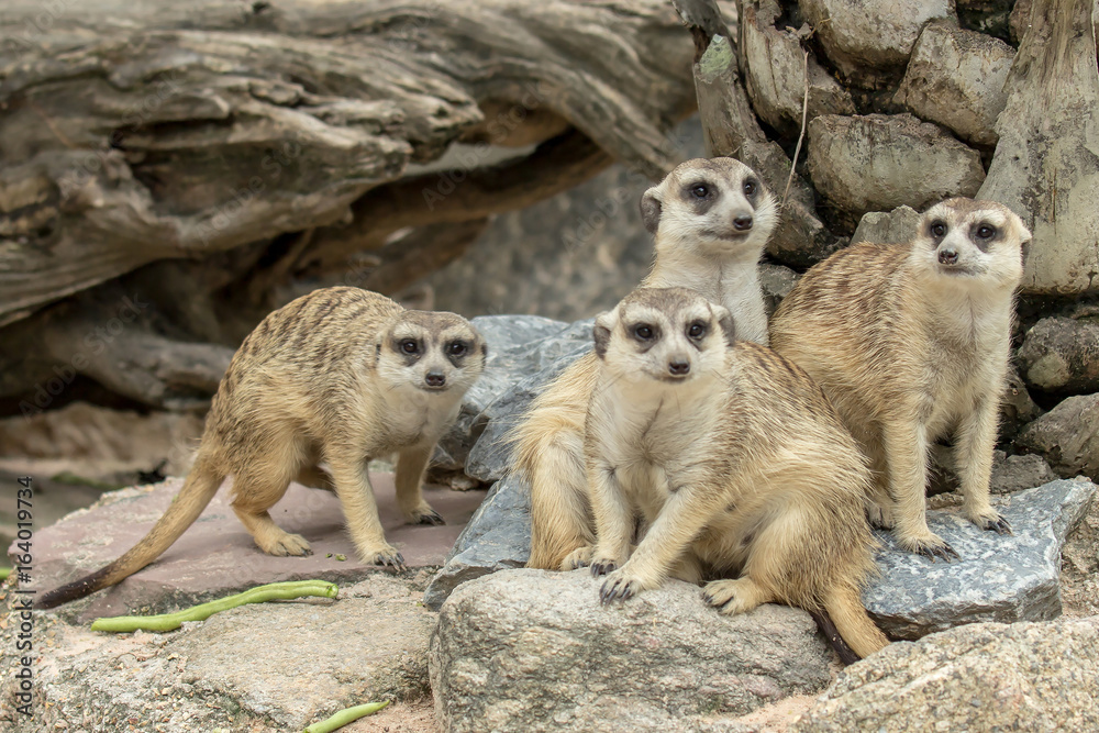Fototapeta premium family of Slender-Tailed Meerkats (Suricata suricatta) standing and looking for something.