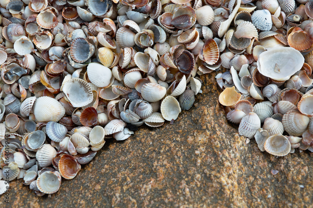 sea shells background