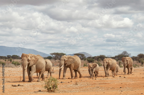 Group of elephants walking in savanna.