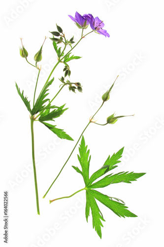 Wiesen-Storchschnabel  Geranium pratense  bl  hende Pflanze isoliert vor wei  em Hintergrund