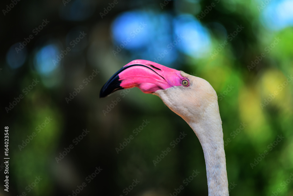 Fototapeta premium Flamingo raised in Thailand zoo.