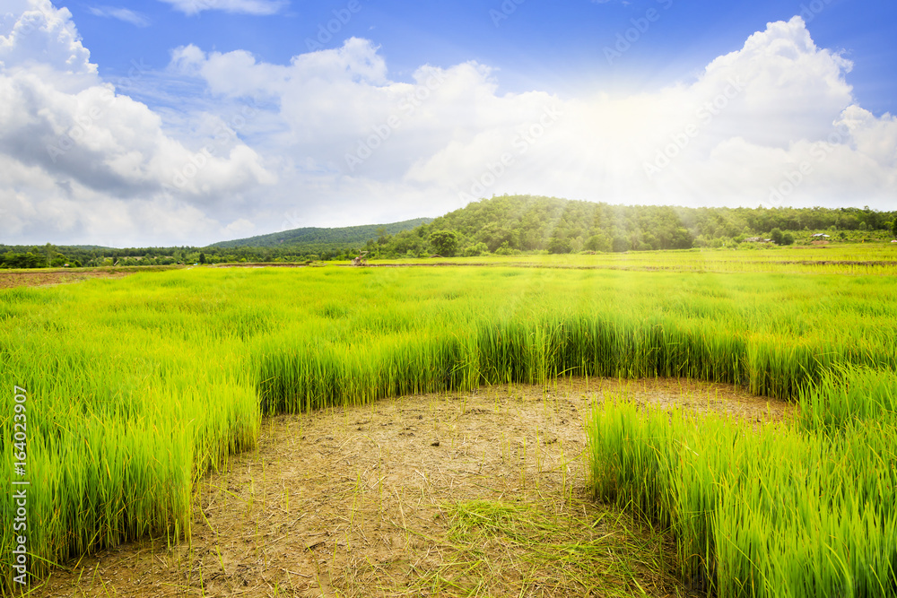 Fototapeta premium Rice field with blue sky