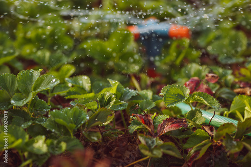 Strawberry bushes are watering large drops of water. Drops in the air