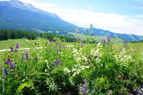flowers in the field