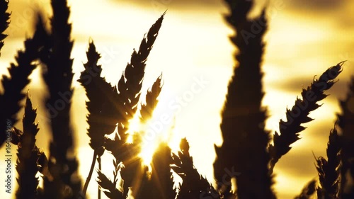 Wallpaper Mural Silhouette of a wheat in the morning dew Torontodigital.ca