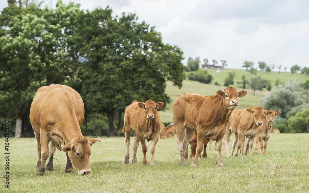 vache et veau limousine sur le pâturage