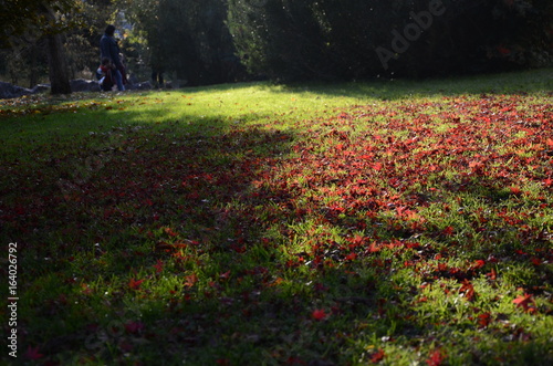PELOUSE PARC