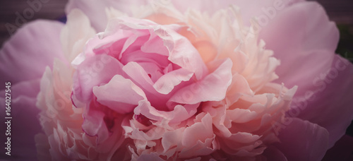 Fototapeta Naklejka Na Ścianę i Meble -  Peony petals close-up, wooden background