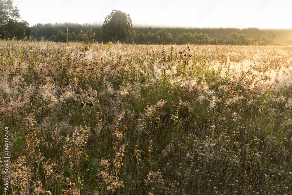 meadow with dew and spider webs at sunrise meadow with dew and spider webs at sunrise