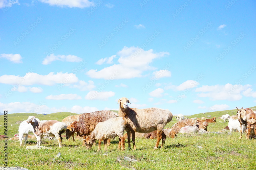 sheep in the field,under blue sky sheep in the field,under blue sky