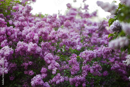 Bloom of lilac