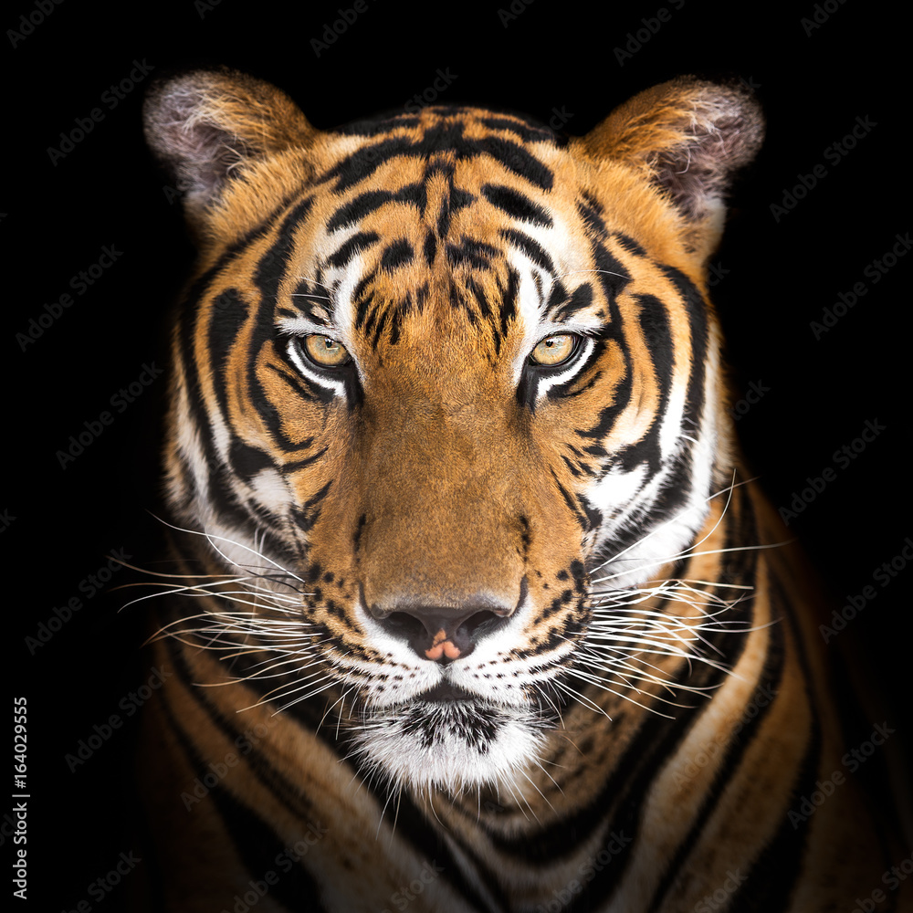 Fototapeta premium Tygrys syberyjski