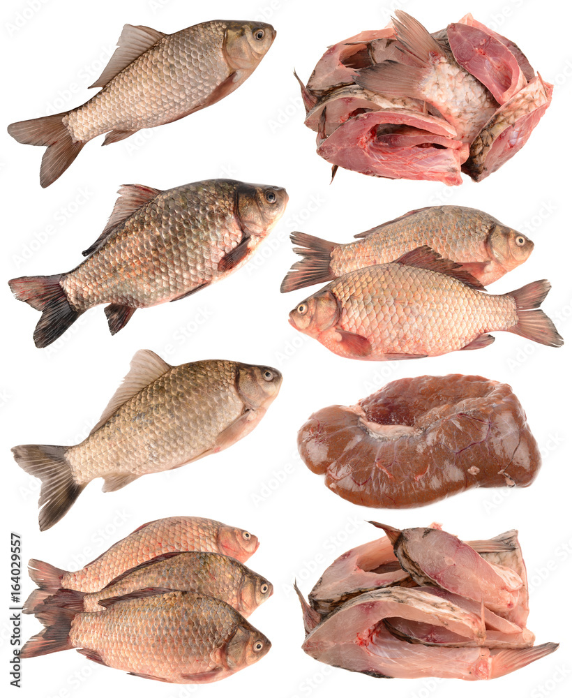 Crucian carp on a white background Stock Photo | Adobe Stock