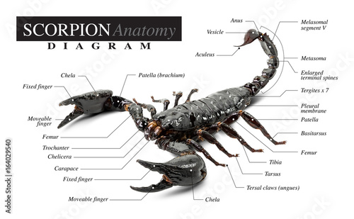 Scorpion diagram