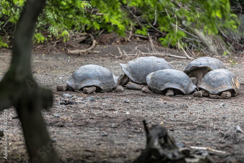 Mehrere Galapagos Riesenschildkröten im Freiland