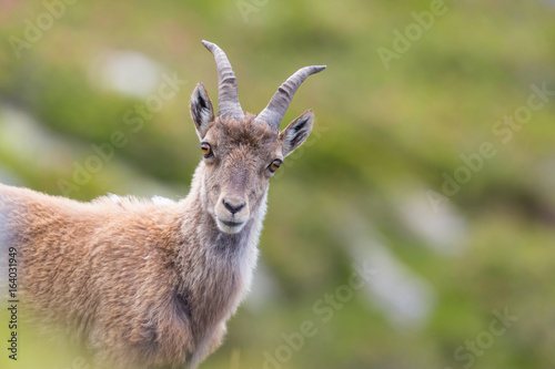 portrait of young natural alpine ibex capricorn