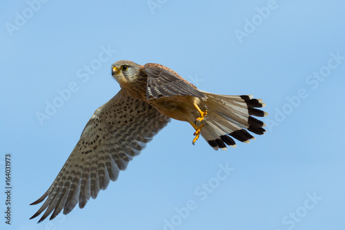 common kestrel (falco tinnunculus) during flight © Pascal Halder