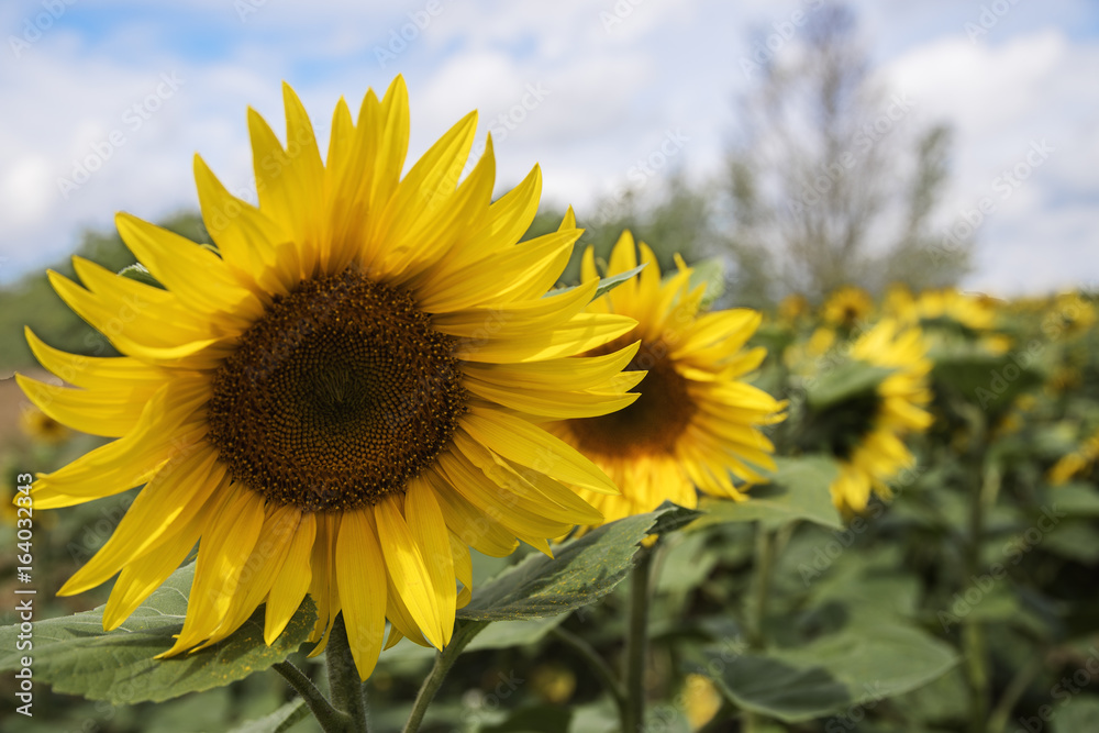 fleurs de tournesol en gros plan fleurs de tournesol en gros plan