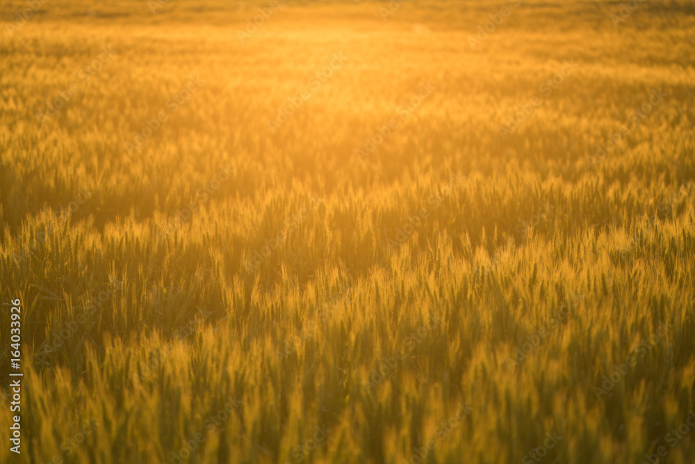 Wheat field during sunset. Wheat field during sunset.