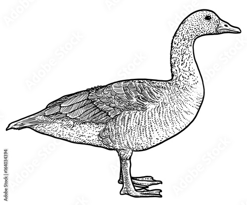 Bean Goose illustration, drawing, engraving, ink, line art, vector