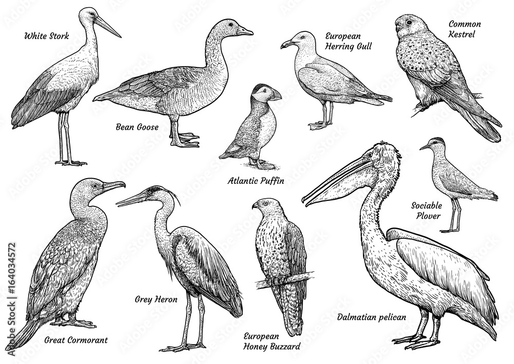Obraz premium Kolekcja ilustracji ptaków, rysunek, grawerowanie, atrament, grafika liniowa, wektor