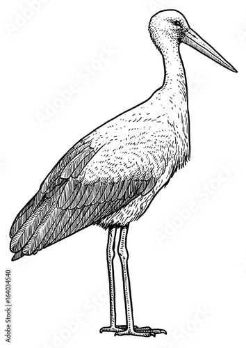 White stork illustration, drawing, engraving, ink, line art, vector