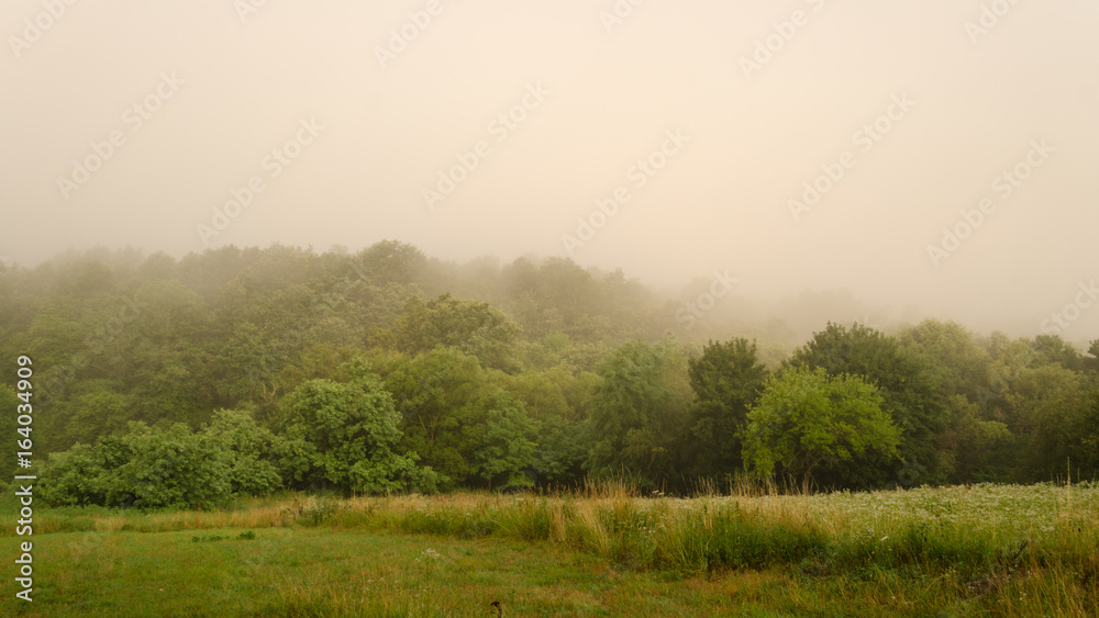 misty landscape scene in summer. foggy forest in summer scene outdoor