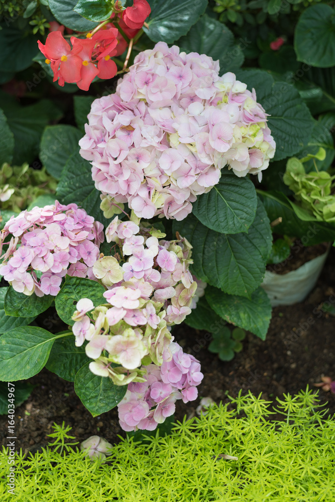 Hydrangea in a beautiful garden Hydrangea in a beautiful garden