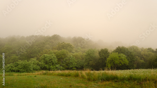 misty landscape scene in summer. foggy forest in summer scene outdoor