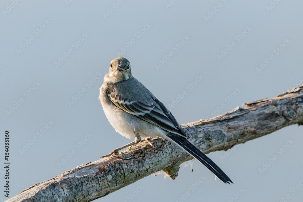 Fototapeta premium Bird