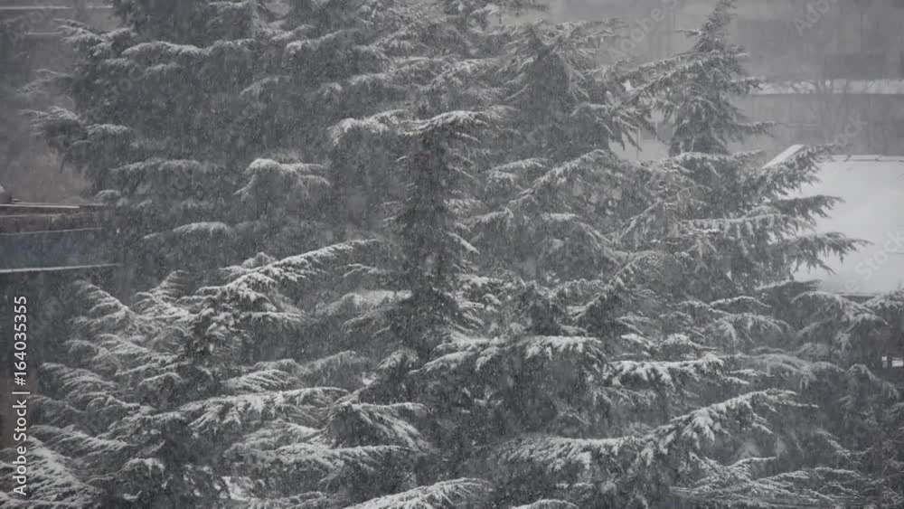 Forest & falling snow. Forest & falling snow.