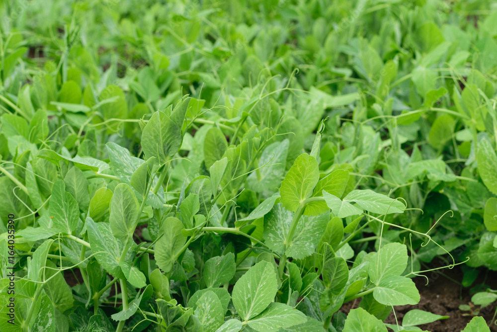 fresh Green Pea Sprouts (Pisum Sativum) leaves background fresh Green Pea Sprouts (Pisum Sativum) leaves background