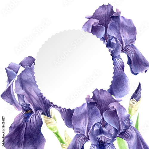 Fototapeta Naklejka Na Ścianę i Meble -  Hand drawn watercolor iris flowers