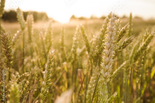 Close up nature photo Idea of a rich harvest wheat field