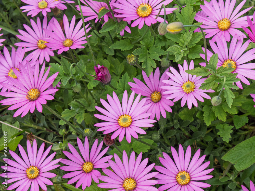 Osteospermum flowers blooming in an English garden in early summer Osteospermum flowers blooming in an English garden in early summer