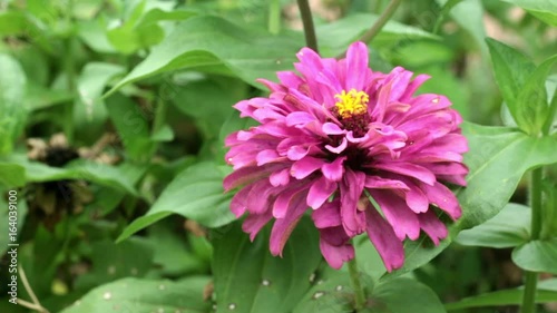 Pink narrowleaf zinnia in the garden.