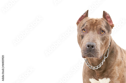 Portrait of a pit bull  closeup  isolated on a white background