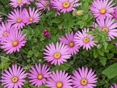 Osteospermum flowers blooming in an English garden in early summer