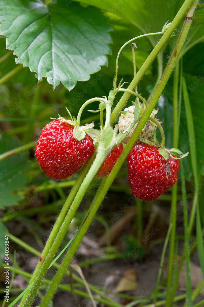 Ripe berries and foliage strawberry. Strawberries on a strawberry plant on organic strawberry farm.. Ripe berries and foliage strawberry. Strawberries on a strawberry plant on organic strawberry farm..