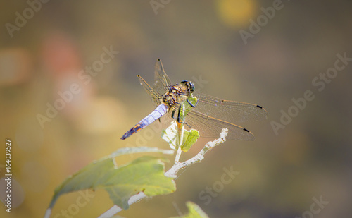 Macro picture of dragonfly on the leave. Dragonfly in the nature. Dragonfly in the nature habitat. Beautiful nature scene.