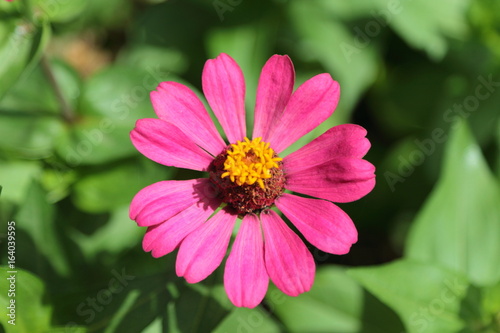 purple narrowleaf zinnia in the garden.