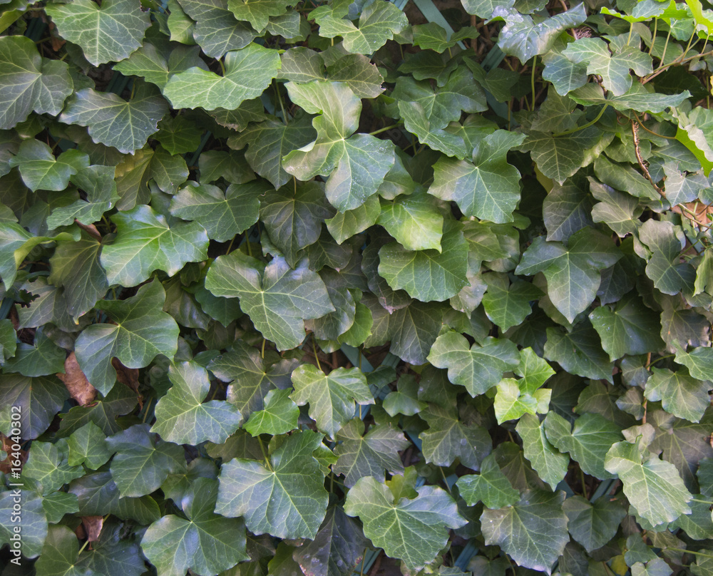 green ivy leaves on a wall used as background texture