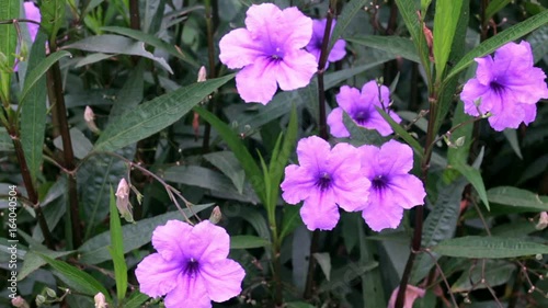 Purple Petunia is in the garden in Thailand.