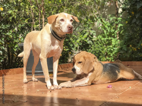 Best dog friends relaxing in home garden - Brazil