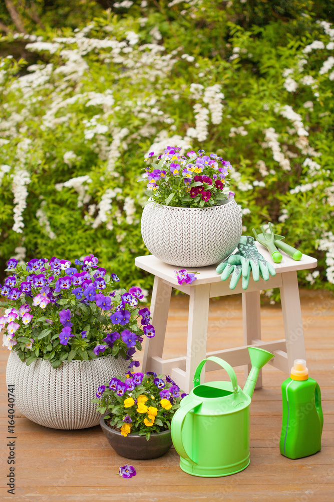 beautiful pansy summer flowers in garden, watering can, tools
